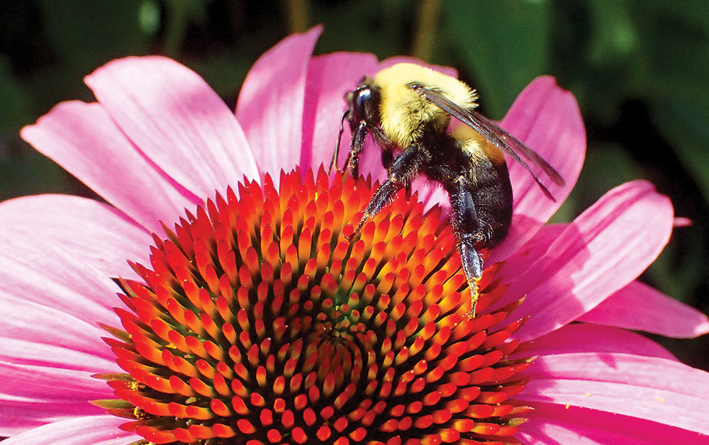 bees3.jpg